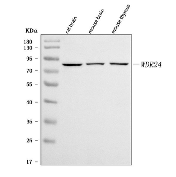 WDR24 Rabbit Polyclonal Antibody