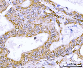 Anti-Nesprin 2/SYNE2 Antibody