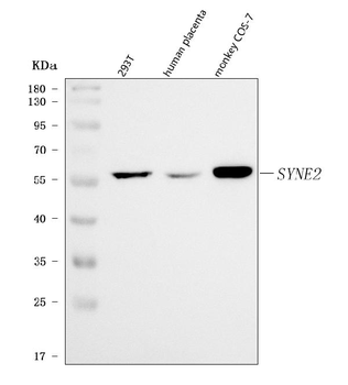 Anti-Nesprin 2/SYNE2 Antibody