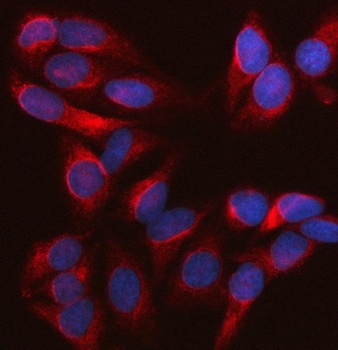 Nesprin 2/SYNE2 Antibody
