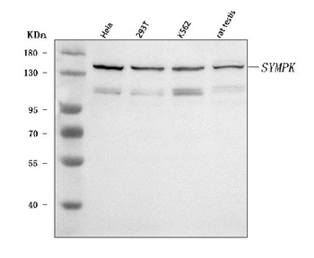 Symplekin/SYMPK Antibody
