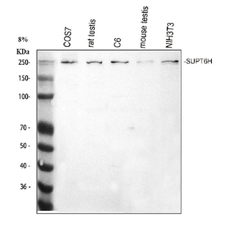 Anti-Spt6/SUPT6H Antibody