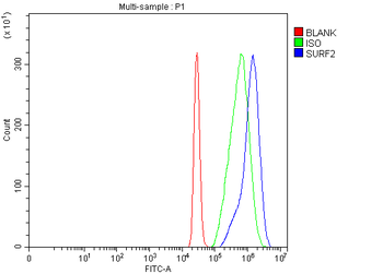Anti-SURF2 Antibody