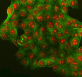 Anti-SURF2 Antibody