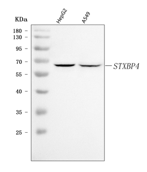 Anti-Synip/STXBP4 Antibody