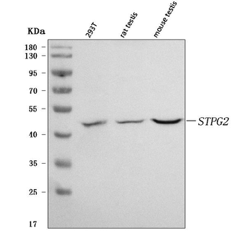 Anti-STPG2 Antibody