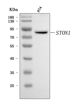 Anti-STON1 Antibody