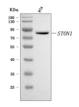 STON1 Antibody
