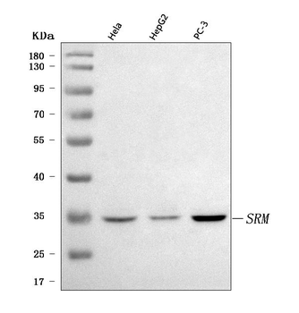 Anti-Spermidine synthase/SRM Antibody