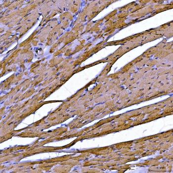 Anti-Sarcalumenin/Srl Antibody