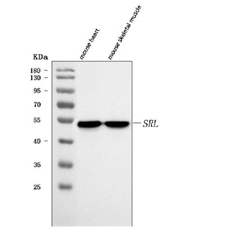 Sarcalumenin/Srl Antibody