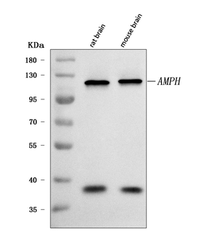 Anti-Amphiphysin/AMPH Antibody