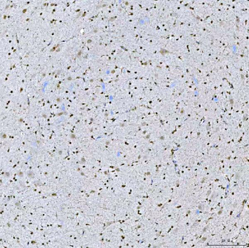 Anti-SA2/STAG2 Antibody