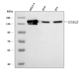 Anti-SA2/STAG2 Antibody