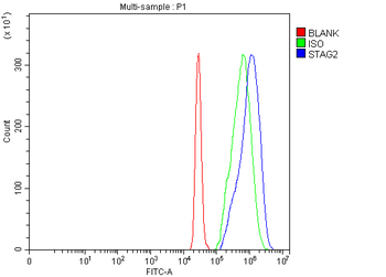 Anti-SA2/STAG2 Antibody