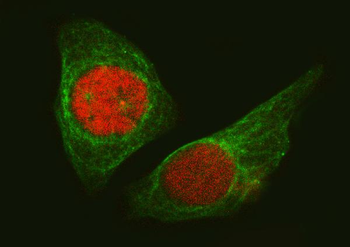 Anti-SA2/STAG2 Antibody