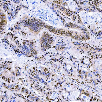 Anti-SA2/STAG2 Antibody
