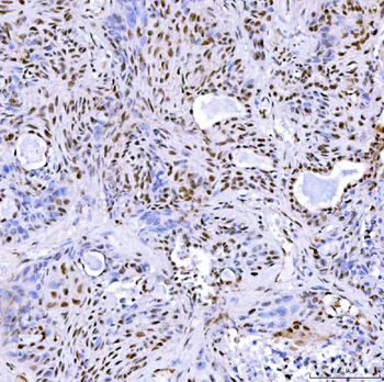 Anti-SA2/STAG2 Antibody