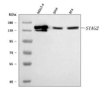 SA2/STAG2 Antibody