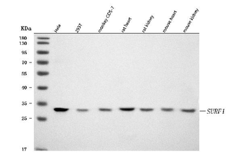SURF1 Antibody