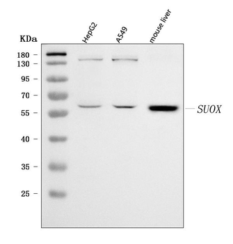 Anti-Sulfite oxidase/SUOX Antibody