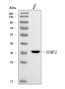 Anti-SUMF2 Antibody
