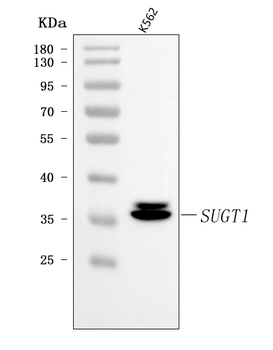 Anti-SUGT1 Antibody