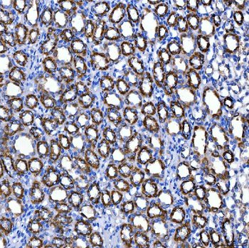 Anti-SUCLG2 Antibody