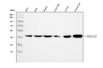 Anti-SUCLG2 Antibody
