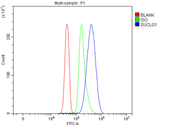 SUCLG1 Antibody