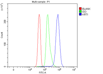 Cytokeratin 1/KRT1 Antibody