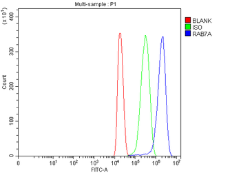 Anti-RAB7/RAB7A Antibody