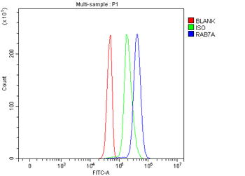 Anti-RAB7/RAB7A Antibody