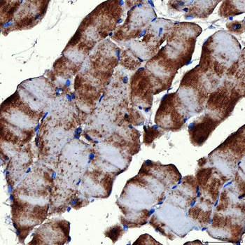 Anti-RAB7/RAB7A Antibody