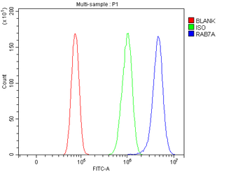Anti-RAB7/RAB7A Antibody
