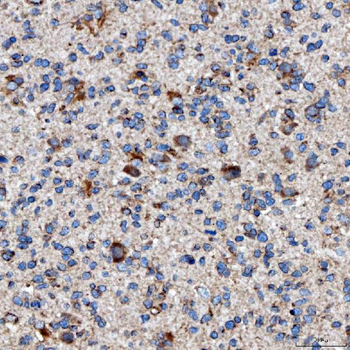 Anti-RAB7/RAB7A Antibody