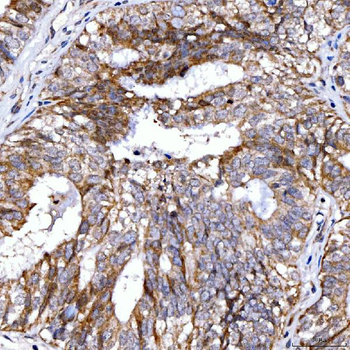 Anti-Rab4/RAB4A Antibody