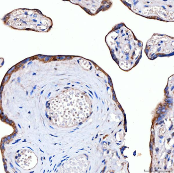 Anti-Rab4/RAB4A Antibody