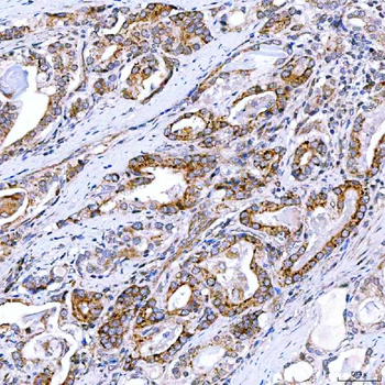 Anti-Rab4/RAB4A Antibody