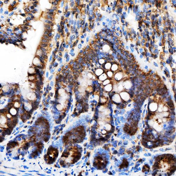 Anti-Rab4/RAB4A Antibody