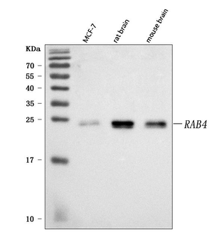 Anti-Rab4/RAB4A Antibody