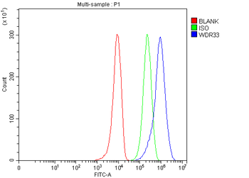 WDR33 Rabbit Polyclonal Antibody