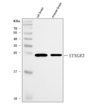 Anti-Synaptogyrin 3/SYNGR3 Antibody
