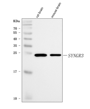 Synaptogyrin 3/SYNGR3 Antibody