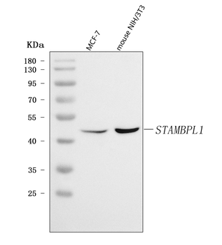 Anti-AMSH-LP/STAMBPL1 Antibody