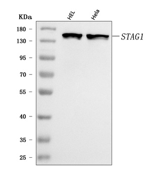 SA1/STAG1 Antibody