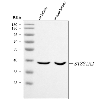 ST8SIA2 Antibody