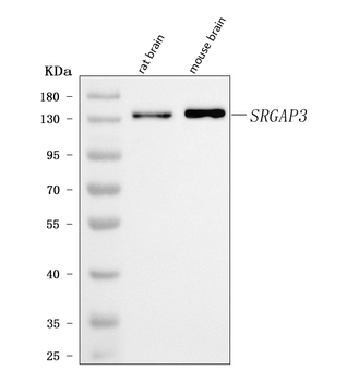 Anti-SRGAP3 Antibody