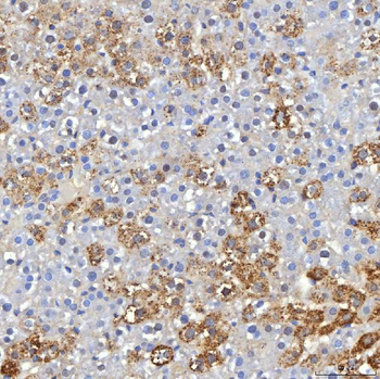 Anti-Hfe Antibody
