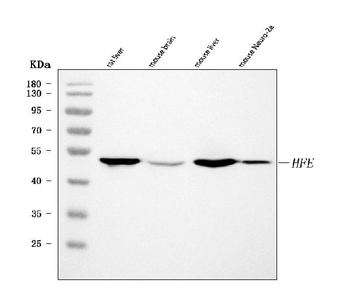 Anti-Hfe Antibody
